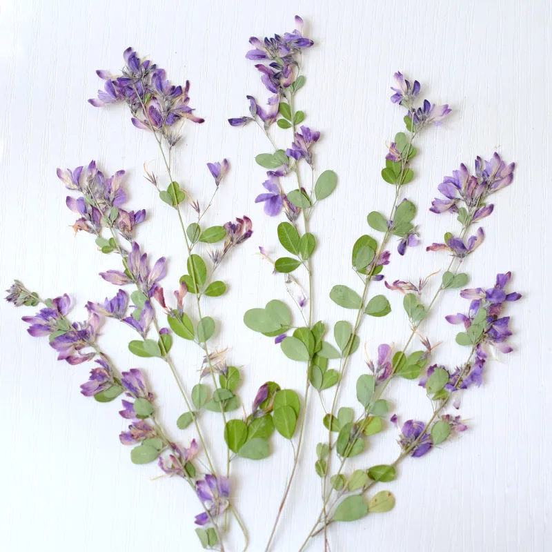 6 piezas, Flores Secas y Prens - Resin Art And Jewelry reseña y precio