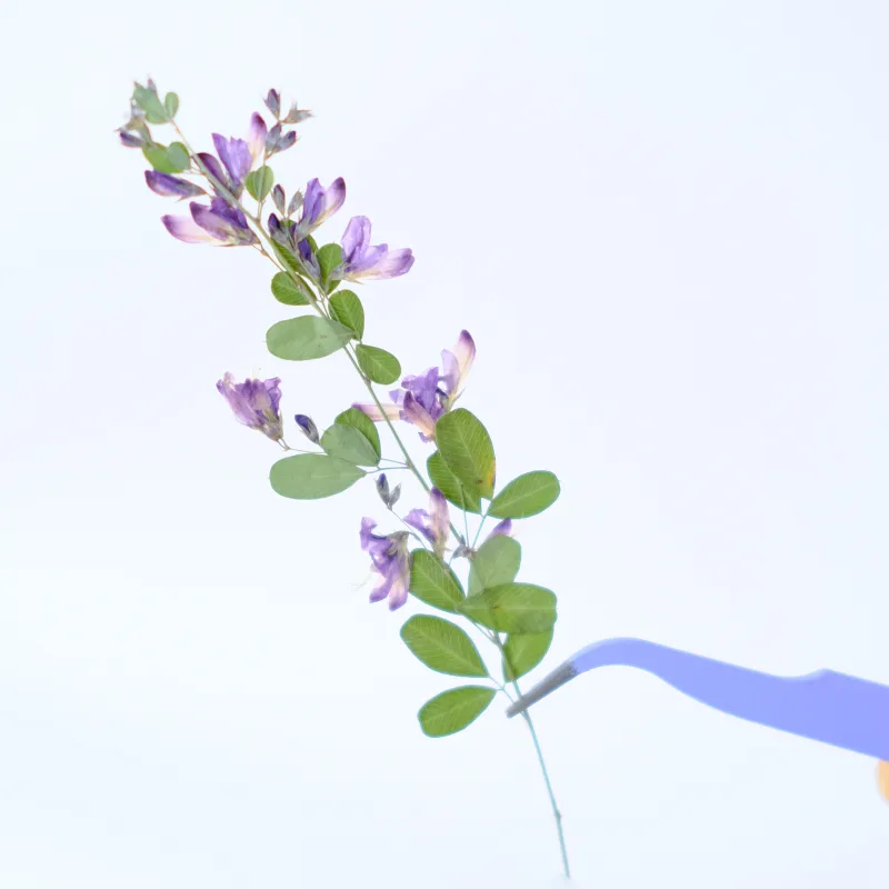 6 piezas, Flores Secas y Prens - Resin Art And Jewelry reseña y precio