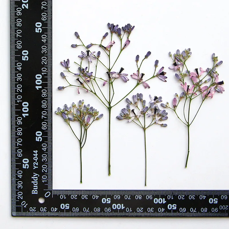 60 Piezas de Ramas de Flor de  - Resin Art And Jewelry reseña y precio