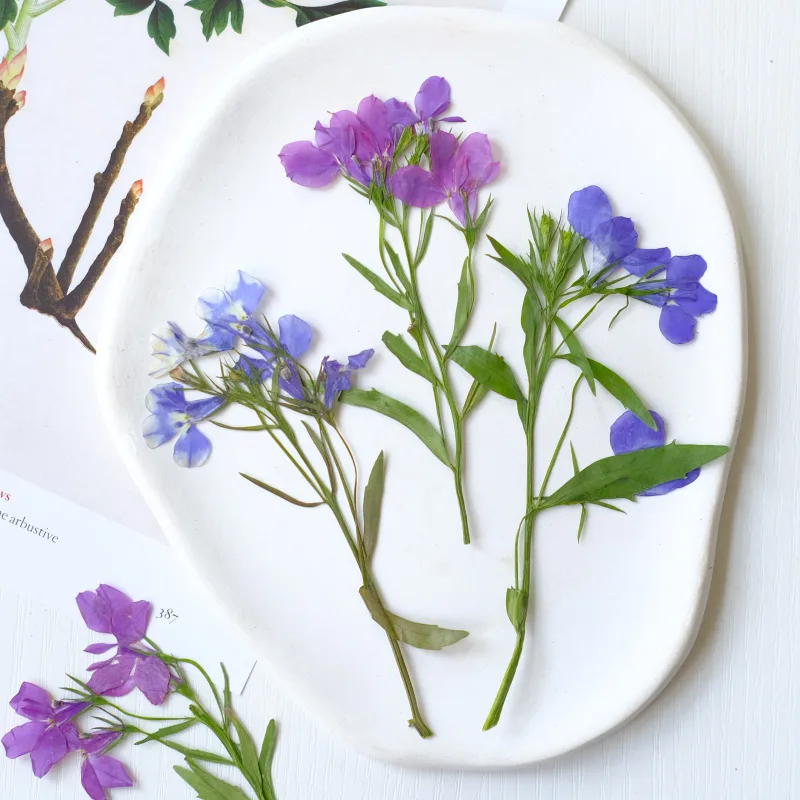 6 piezas/8-13 cm, flores secas - Resin Art And Jewelry reseña y precio